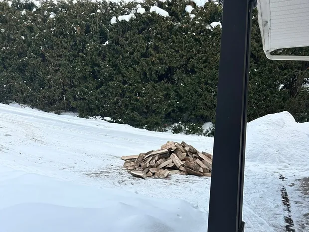 Petit tas de bûches en vrac sur la neige devant une haie de cèdres enneigée
