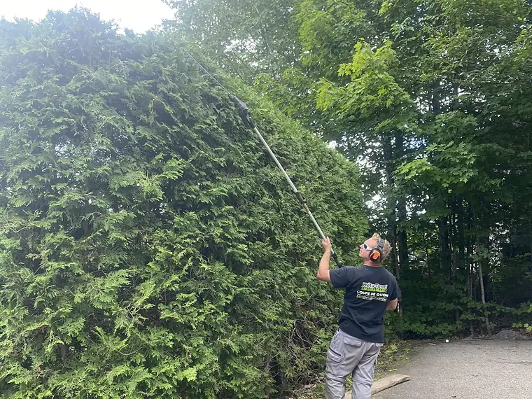 Joe qui taille une haute haie de cèdres à la perche
